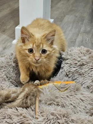 A baby small-sized male Domestic Medium Hair cat named Empathy for adoption in West Chester, PA