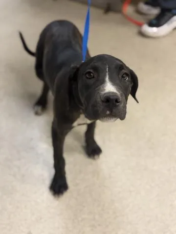 A baby small-sized female Pit Bull Terrier dog named Titi for adoption in Riverside, CA