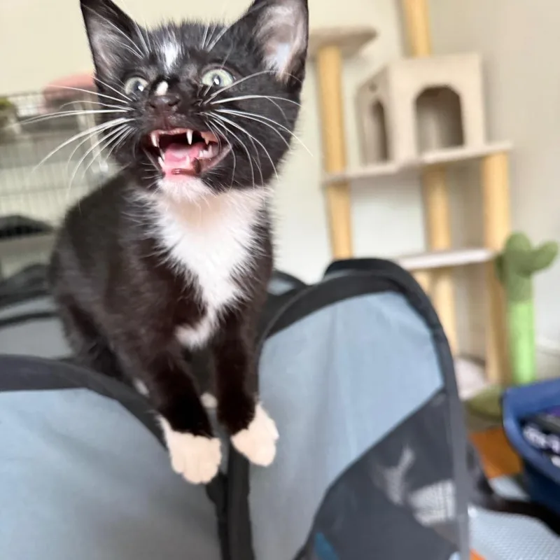 A baby small-sized male Black Domestic Short Hair cat named Skippy for adoption in Bayside, NY