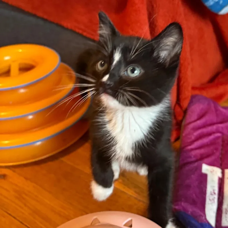 Skippy thumbnail 2