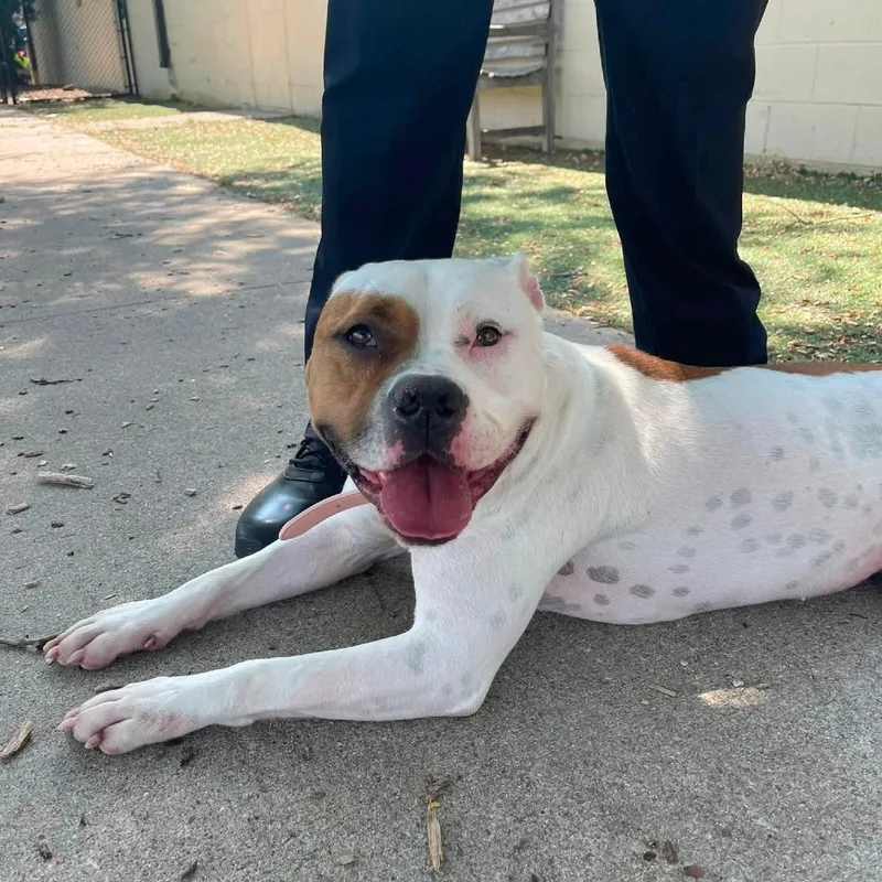 An adult small-sized female White / Cream American Bulldog dog named Betty D for adoption in Princeton, MN