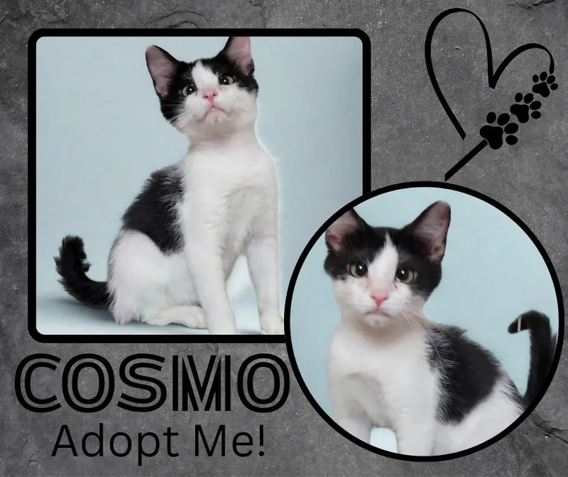 Cosmo