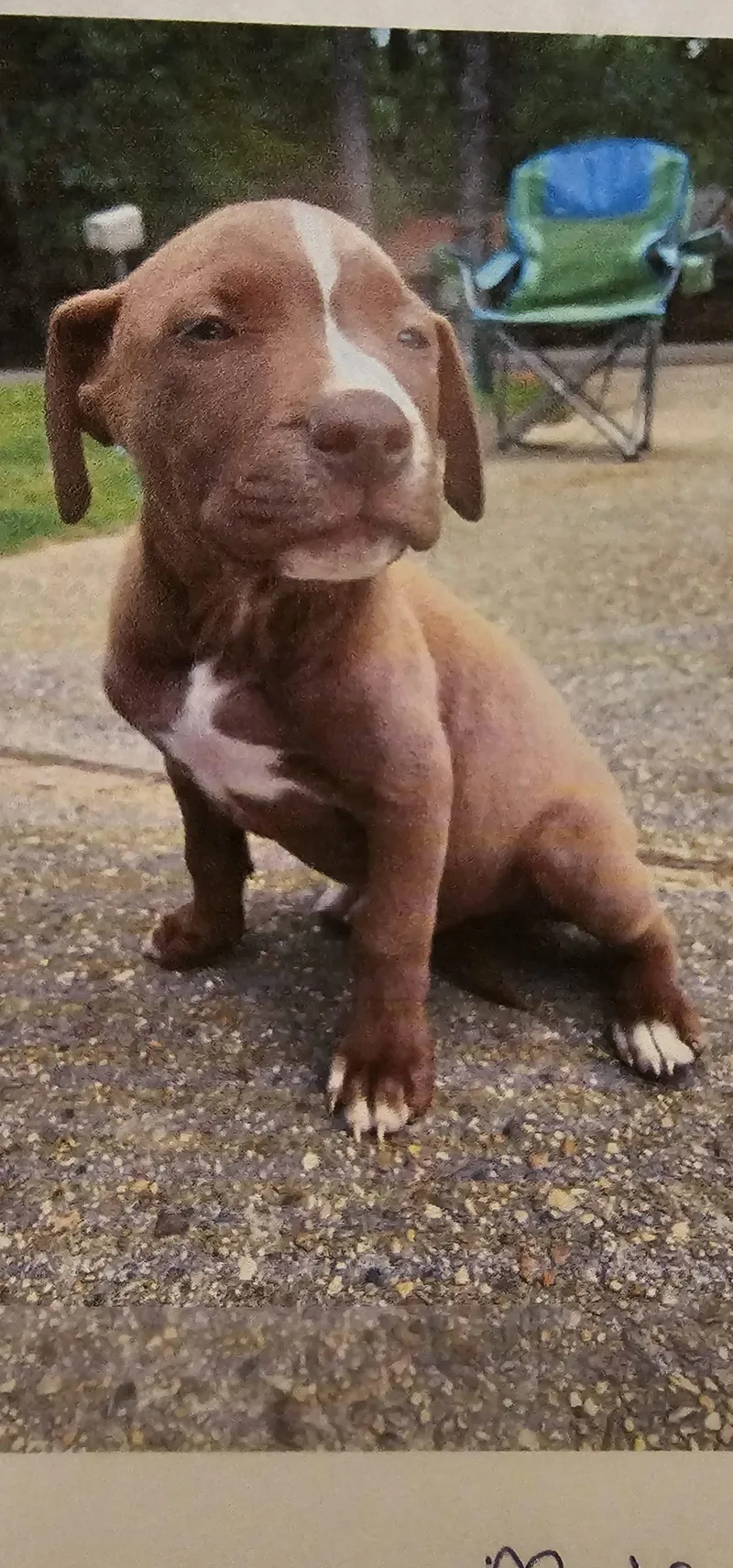 A baby small-sized male Brown / Chocolate Pit Bull Terrier dog named Choco Bigfoot for adoption in Biloxi, MS