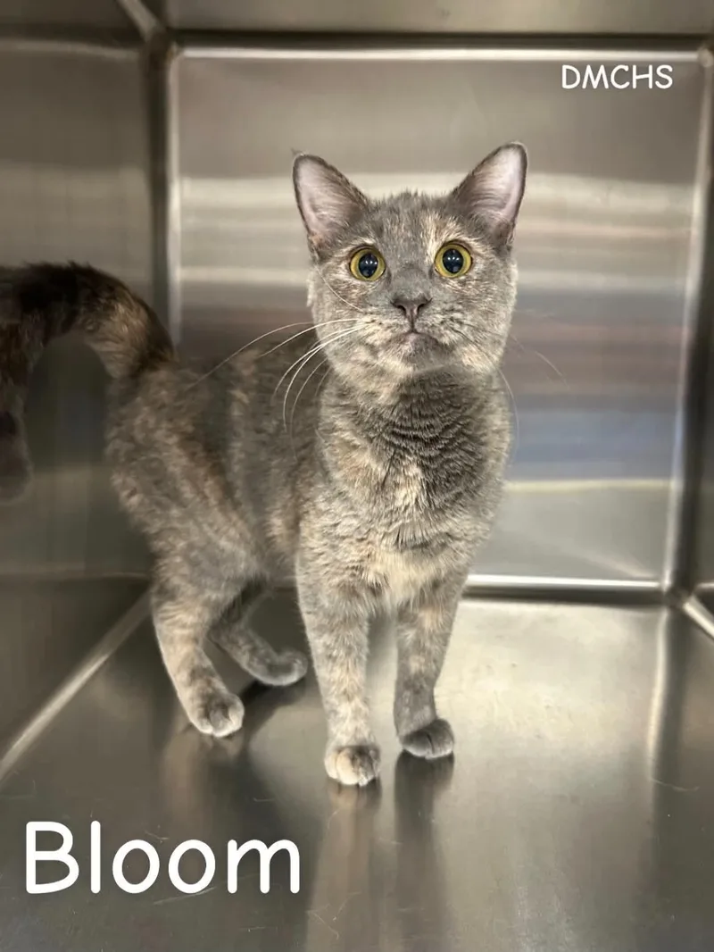 A young small-sized female Dilute Calico Domestic Short Hair cat named Bloom for adoption in Burlington, IA