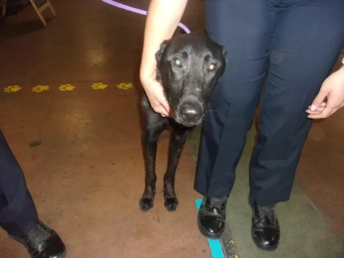A young medium-sized male Belgian Shepherd / Malinois dog named Paulie for adoption in Van Nuys, CA