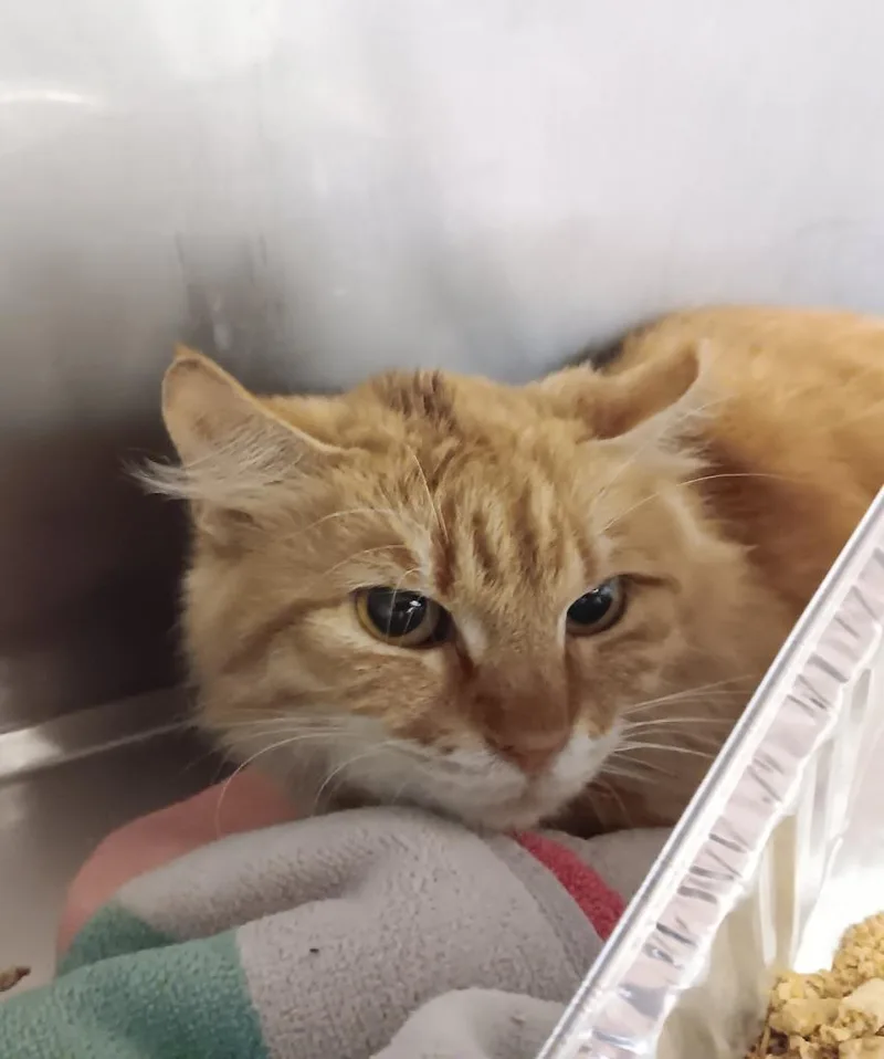 A young medium-sized male Domestic Short Hair cat named Obiwan for adoption in New Braunfels, TX