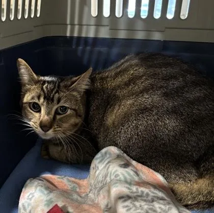 A baby small-sized male Domestic Short Hair cat named Milo for adoption in Cincinnati, OH