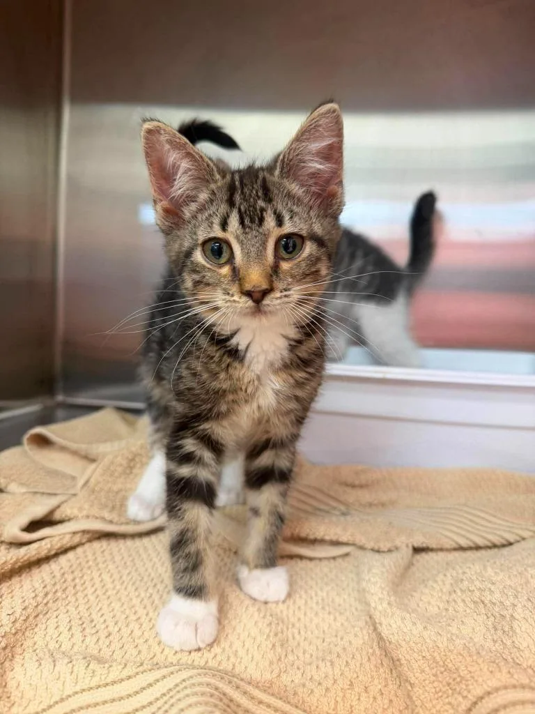 A baby small-sized female Domestic Short Hair cat named Ducky for adoption in Lagrange, IN