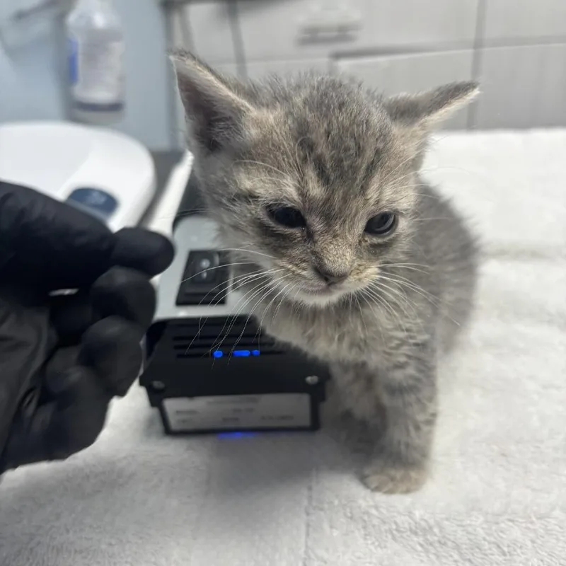 A baby small-sized male Gray / Blue / Silver Domestic Short Hair cat named Jaffa Cake for adoption in Riverside, CA