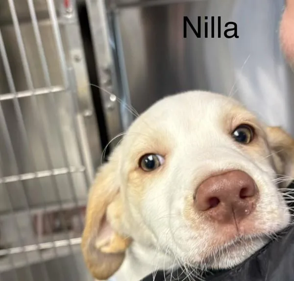 Nilla
