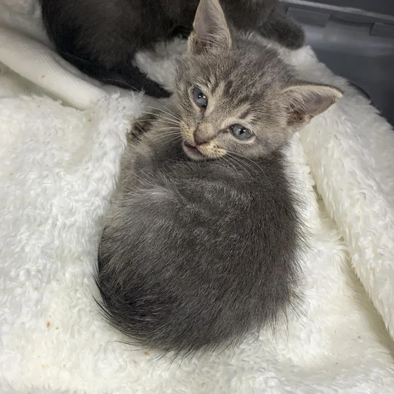 A baby small-sized female Gray / Blue / Silver Domestic Short Hair cat named Sylveon for adoption in Dickinson, TX