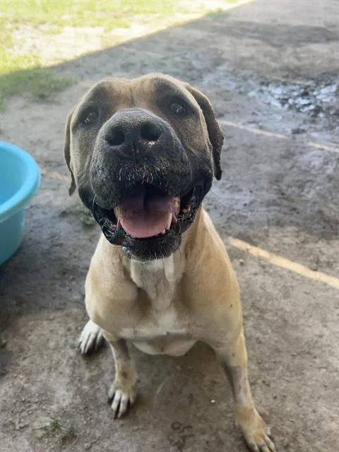 A young large-sized female Mastiff dog named Carebear for adoption in Riverside, CA