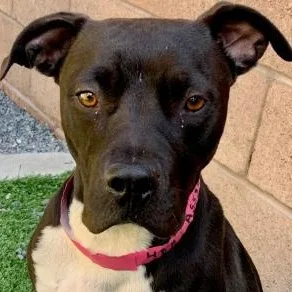 A young medium-sized female Black Pit Bull Terrier dog named Save Me Please Inuzuka for adoption in San Marcos, CA