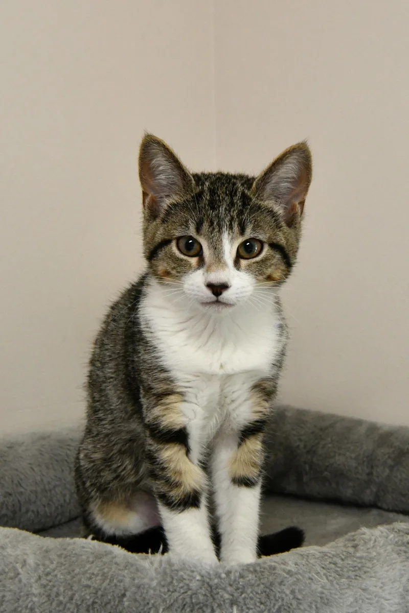 A young medium-sized female White Domestic Short Hair cat named Corn pop for adoption in Fairhope, AL