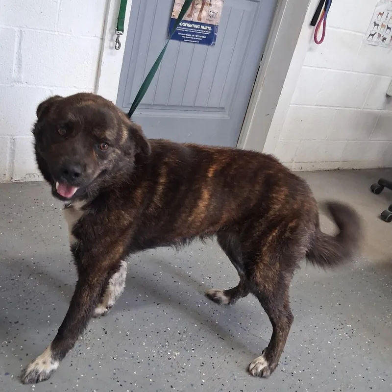 A young medium-sized female Brindle Akita dog named Luna for adoption in Lewisburg, TN