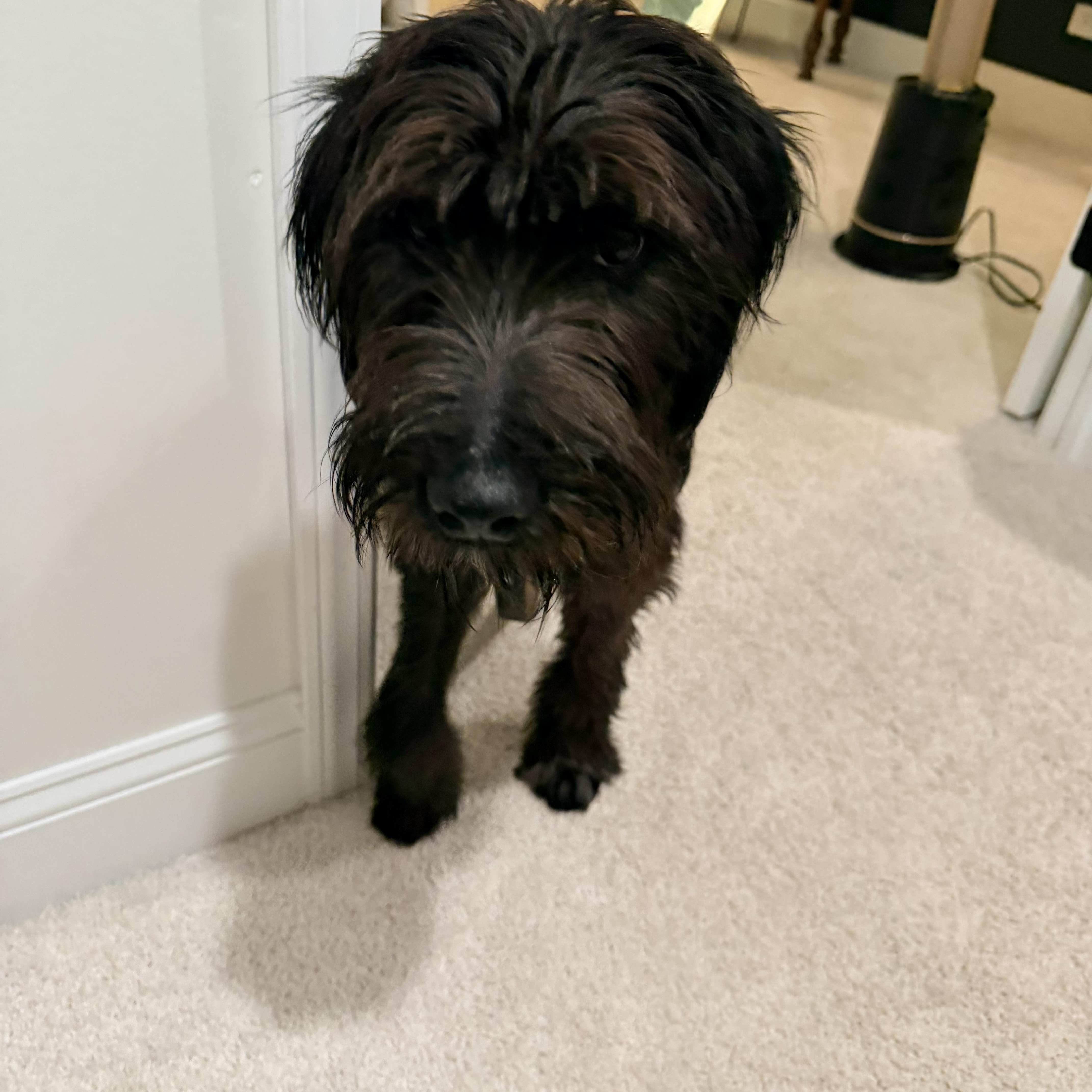 A young medium-sized male Standard Poodle dog named Mario for adoption in Mokena, IL