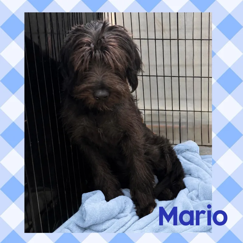 Mario thumbnail 2