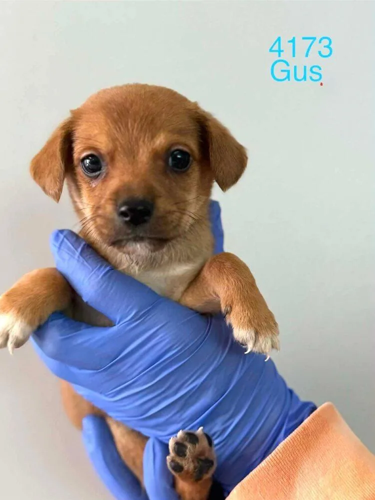 A baby medium-sized male Beagle dog named Gus for adoption in New York, NY