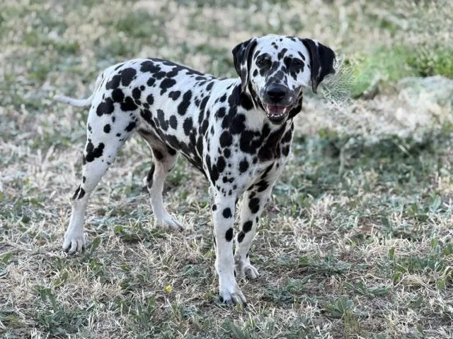 An adult medium-sized female White / Cream Dalmatian dog named Bubbles for adoption in Turlock, CA