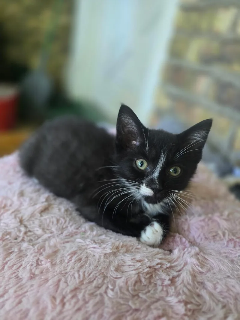 A baby medium-sized male Black & White / Tuxedo American Shorthair cat named Slushy for adoption in Wadsworth, IL