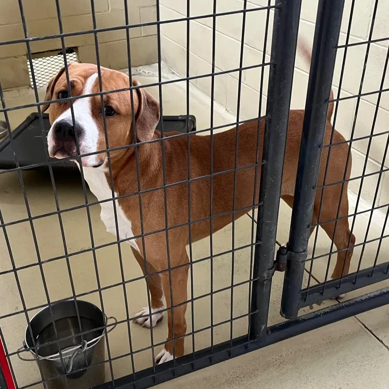 Titan Moon thumbnail 3