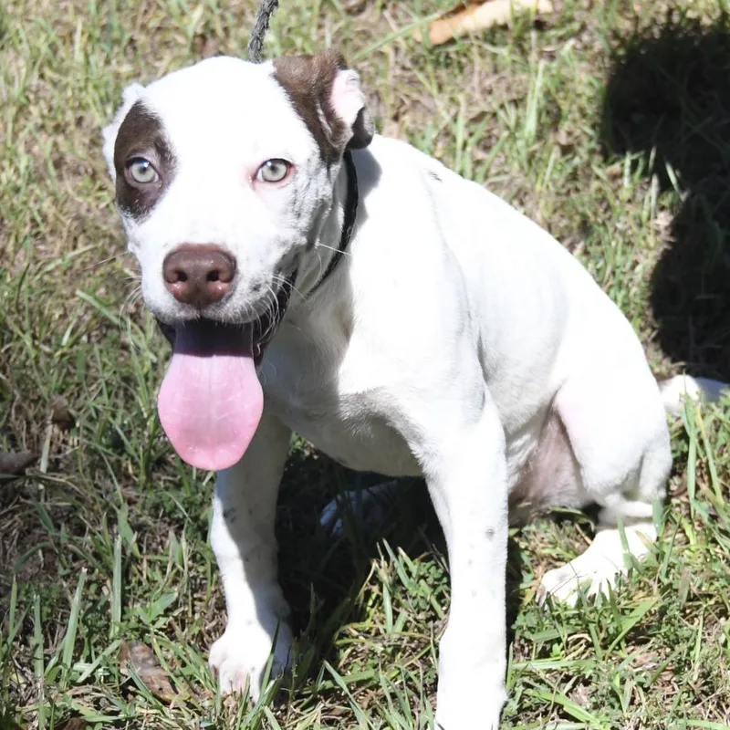 A young medium-sized male White / Cream Terrier dog named Legend for adoption in Northbrook, IL