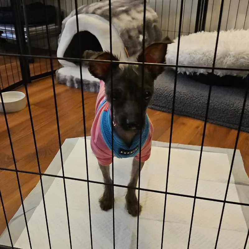 An adult small-sized female Gray / Blue / Silver Mixed Breed dog named Reese for adoption in Rockville, MD