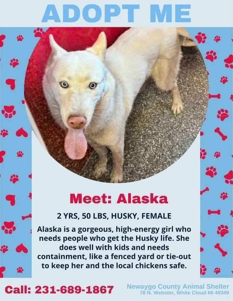 An adult medium-sized female White / Cream Husky dog named Alaska for adoption in White Cloud, MI