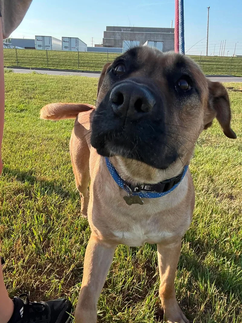 An adult large-sized female Mastiff dog named Eleanor for adoption in Grand Forks, ND