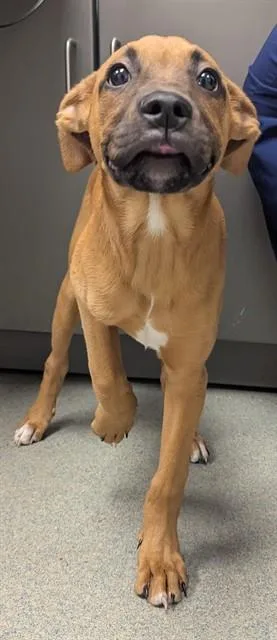 Ringo