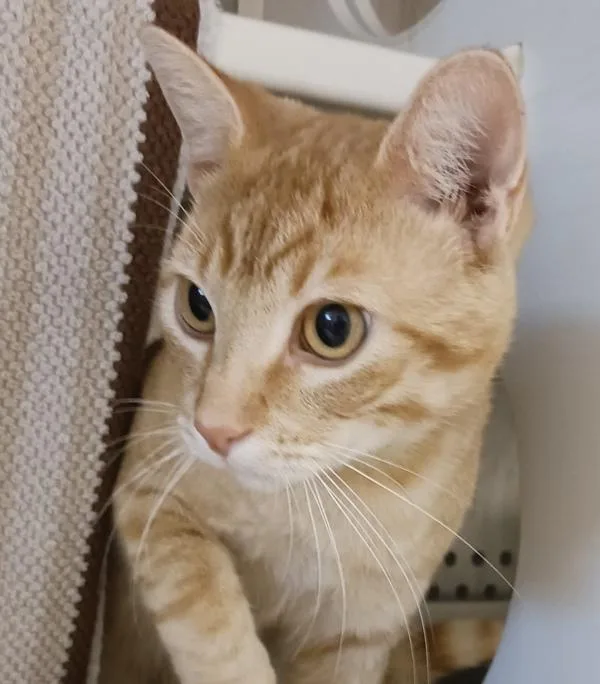 A young medium-sized male Domestic Short Hair cat named Tater for adoption in Oakland, CA