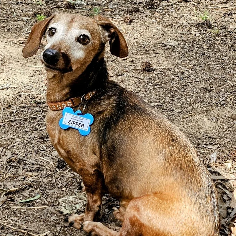 A senior small-sized male Brown / Chocolate Dachshund dog named Zipper for adoption in Wake Forest, NC