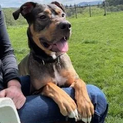 An adult medium-sized male Mixed Breed dog named Norman for adoption in Roseburg, OR