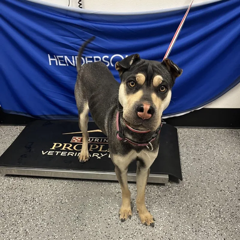 Stray Dog On Greenville