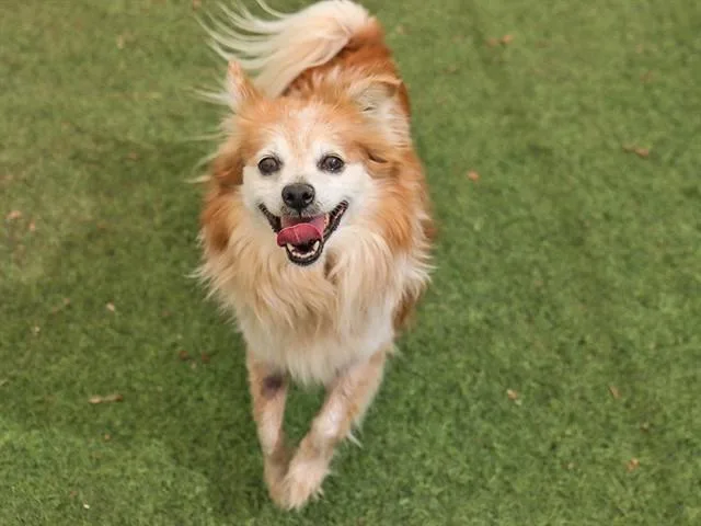 An adult small-sized male Pomeranian dog named Georgie for adoption in Ojai, CA