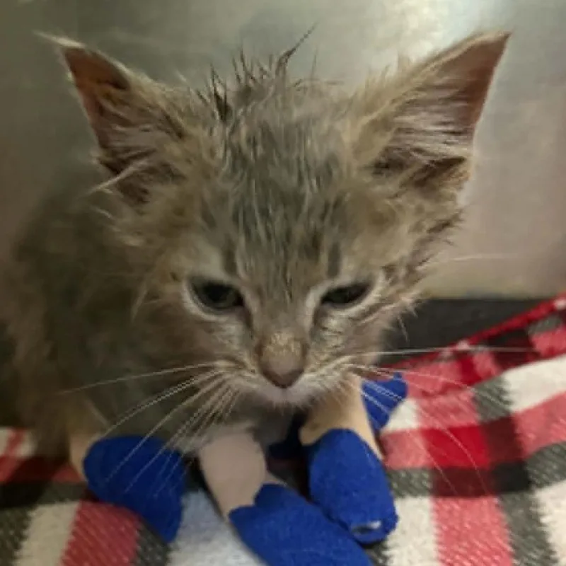 A baby small-sized female Gray / Blue / Silver Domestic Medium Hair cat named Toasty C for adoption in Lebanon, TN