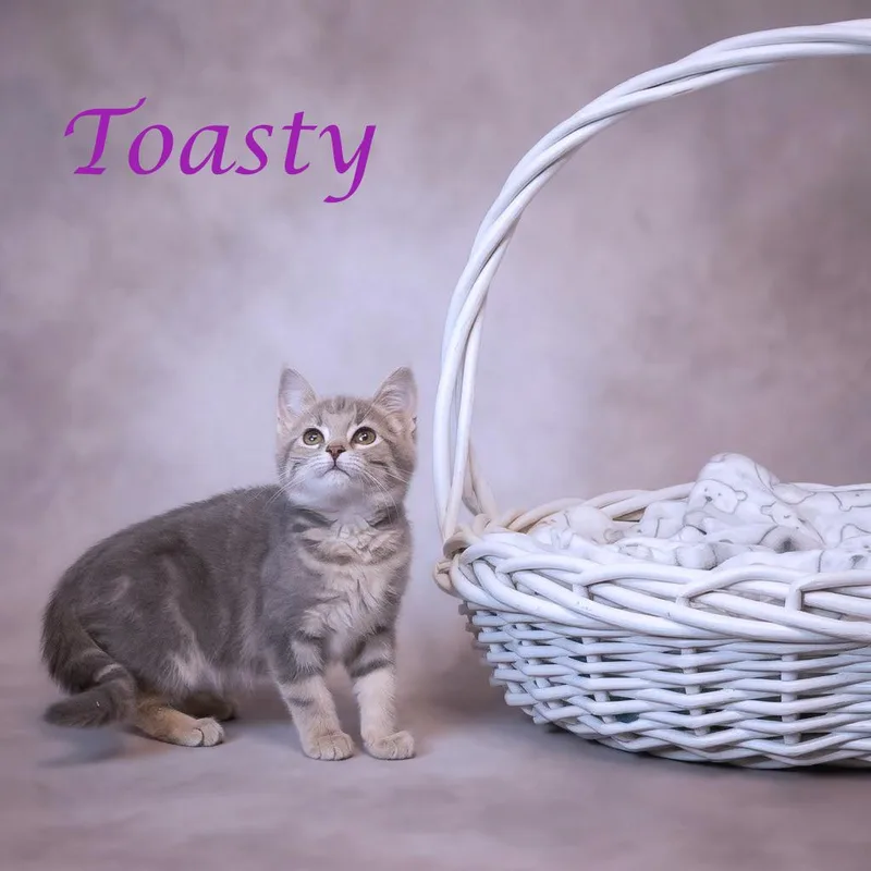 Toasty C thumbnail 2