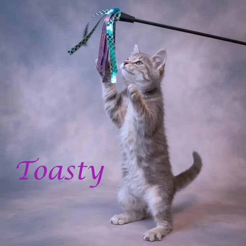 Toasty C thumbnail 3