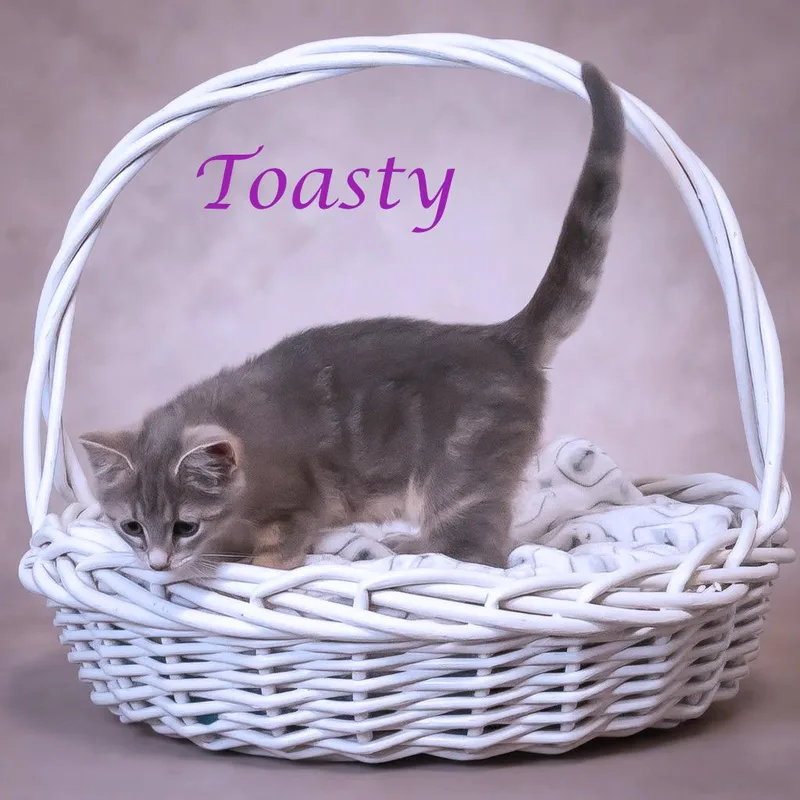 Toasty C thumbnail 6