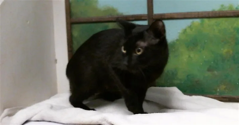 A young small-sized female Domestic Short Hair cat named Midnight for adoption in Houston, TX