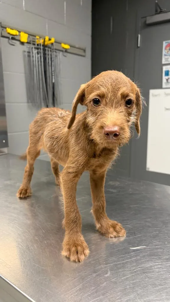 A baby small-sized male Terrier dog named T.j. for adoption in Missouri City, TX