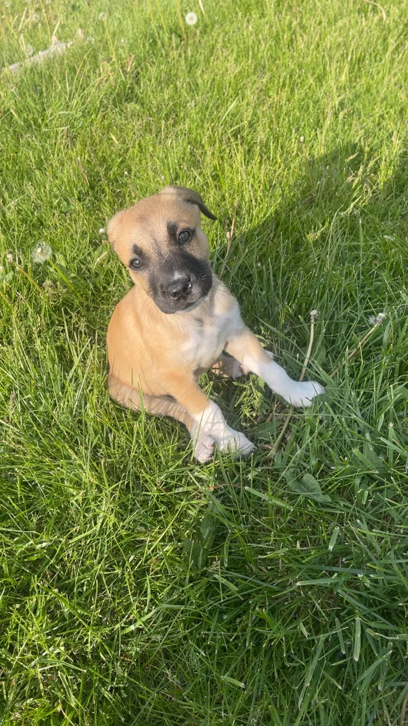 A baby medium-sized female Brown / Chocolate Mixed Breed dog named Maple for adoption in Kenosha, WI