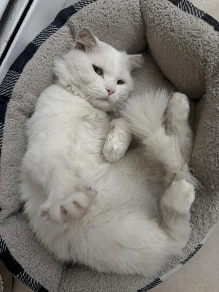 A young medium-sized male Domestic Short Hair cat named Casper for adoption in Chicago, IL