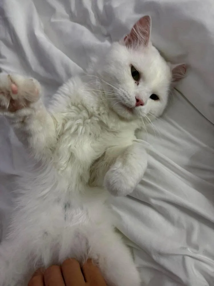 Casper thumbnail 2
