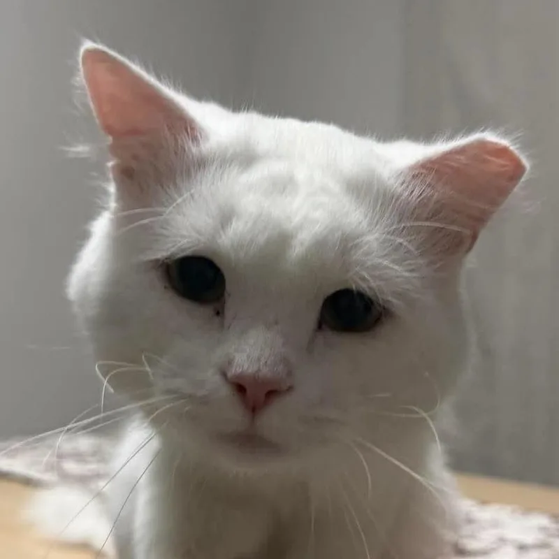 Casper thumbnail 3
