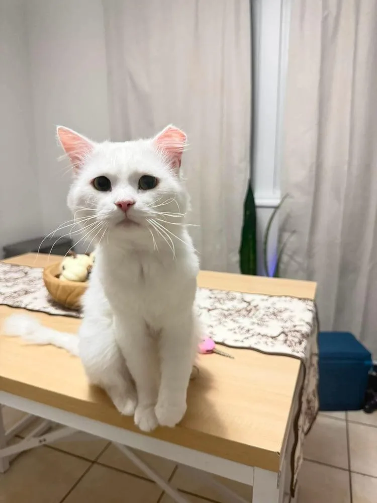 Casper thumbnail 6