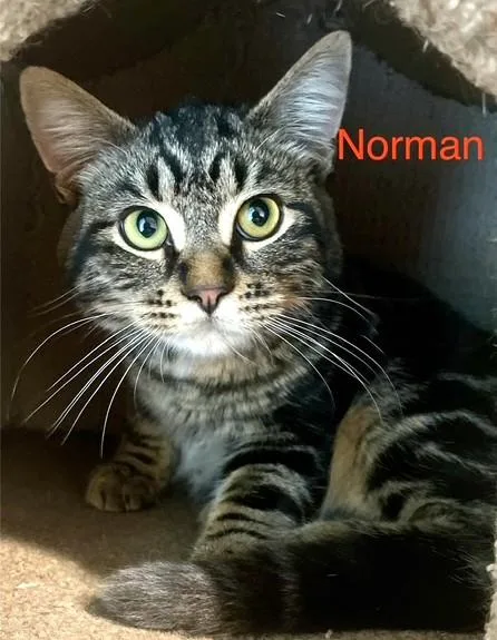 Norman & Carrie thumbnail 2