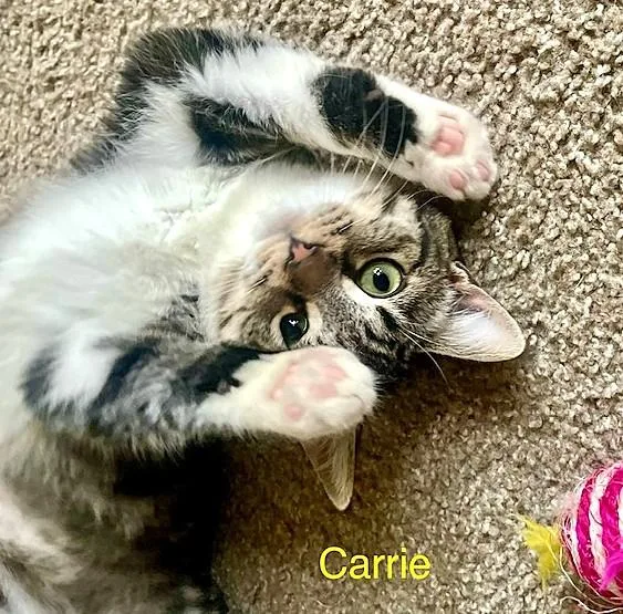 Norman & Carrie thumbnail 5