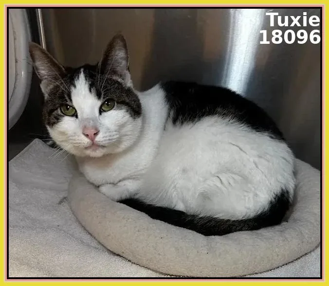 An adult medium-sized female Tabby (Brown / Chocolate) Domestic Short Hair cat named Tuxie for adoption in Marietta, GA