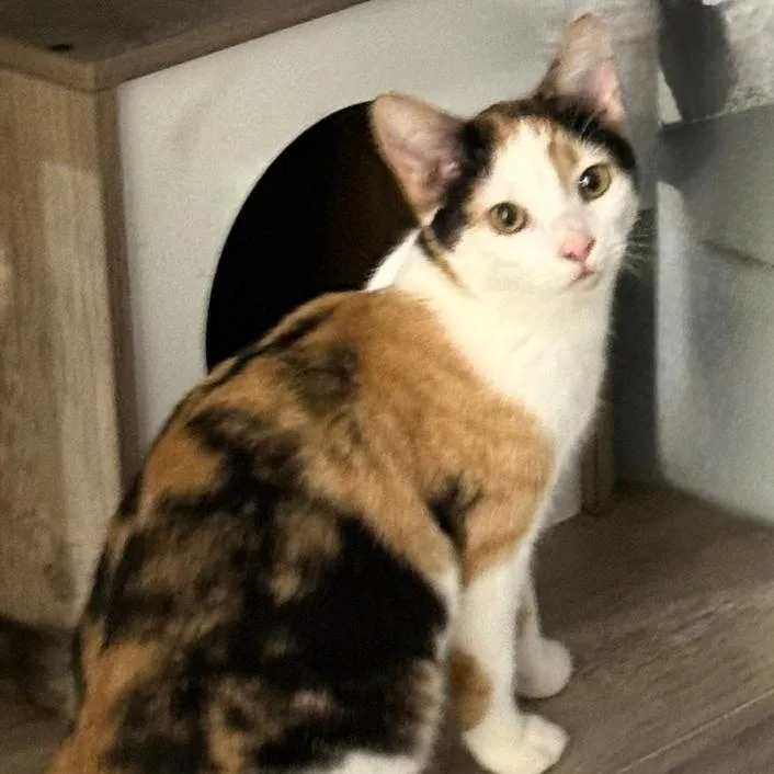 A young small-sized female Calico Domestic Short Hair cat named Chloe for adoption in Gresham, WI